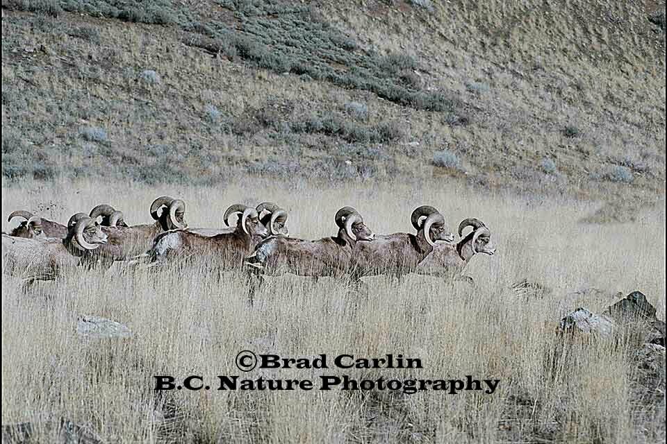 Running With the Boys