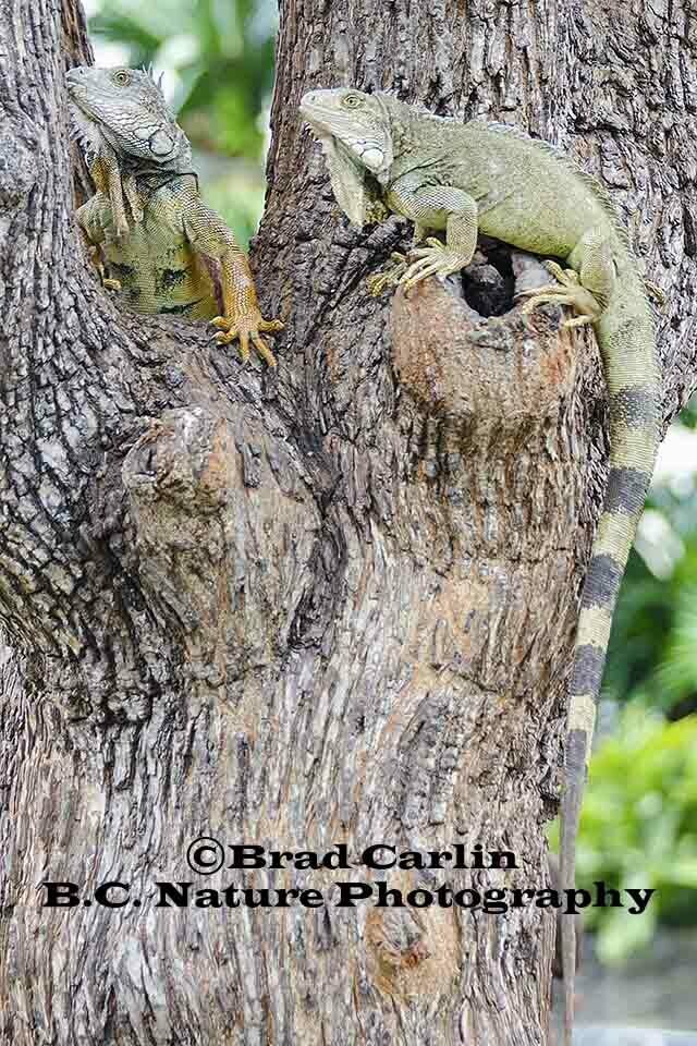Iguanas 20162