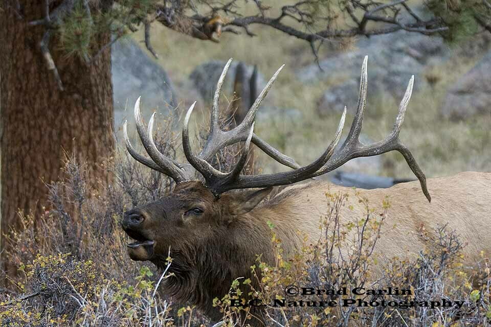24   F..Elk 20198.jpg
