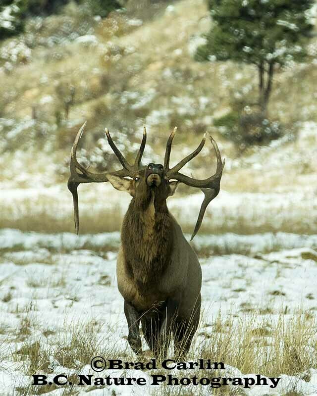 28   Elk 20187V.jpg