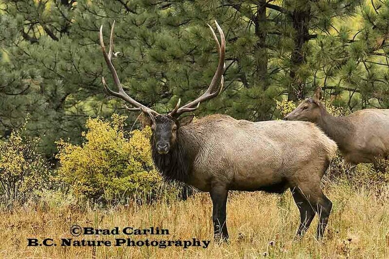 31   F..Elk 20183.jpg