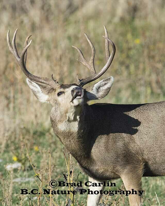 Deer 20173