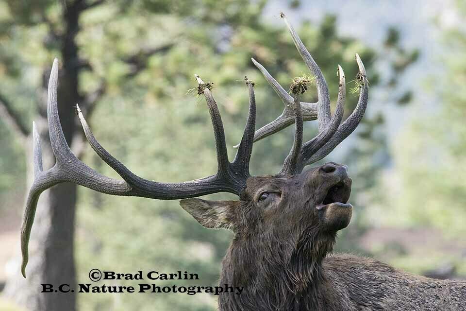 Elk 20196 F