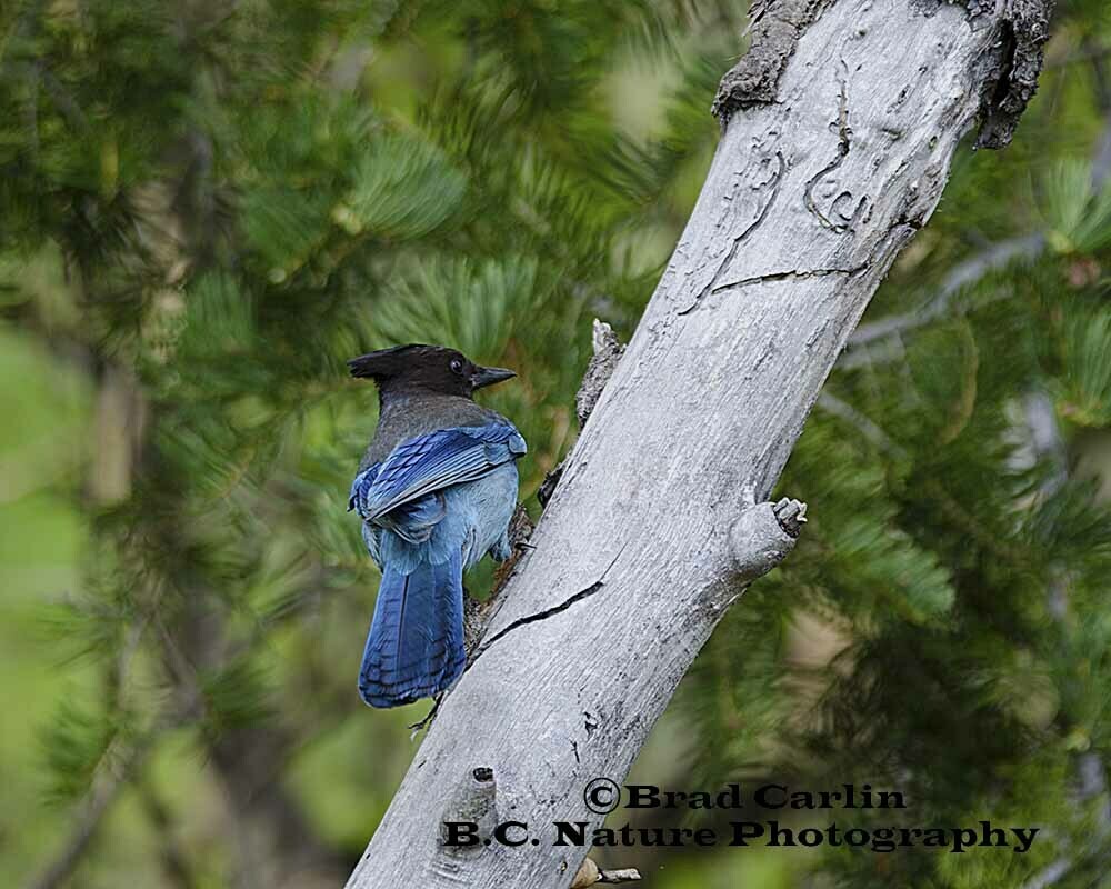 Steller&#39;s Jay 20161