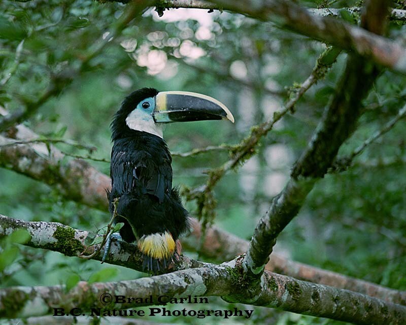 Tucan 1