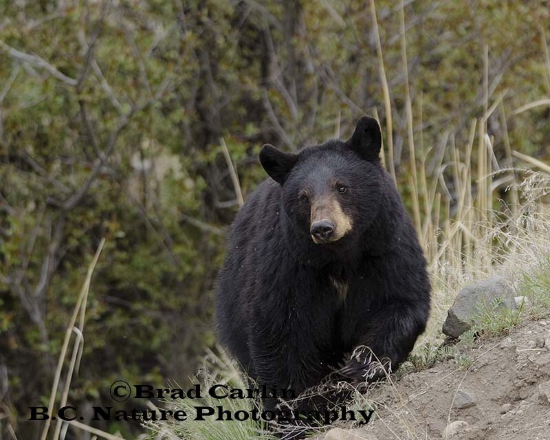 Bear 20152BH