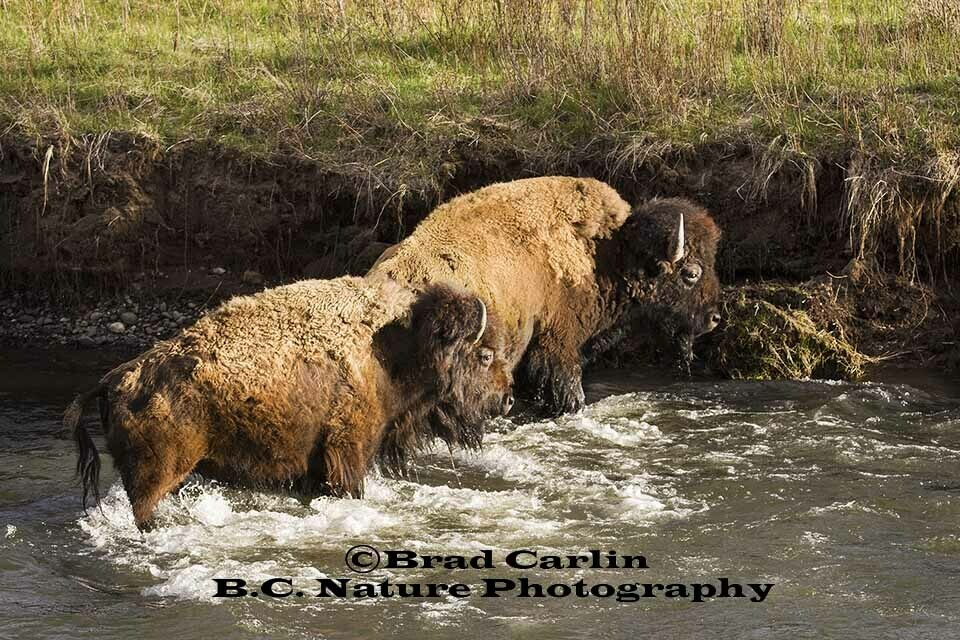 Bison 20162 F