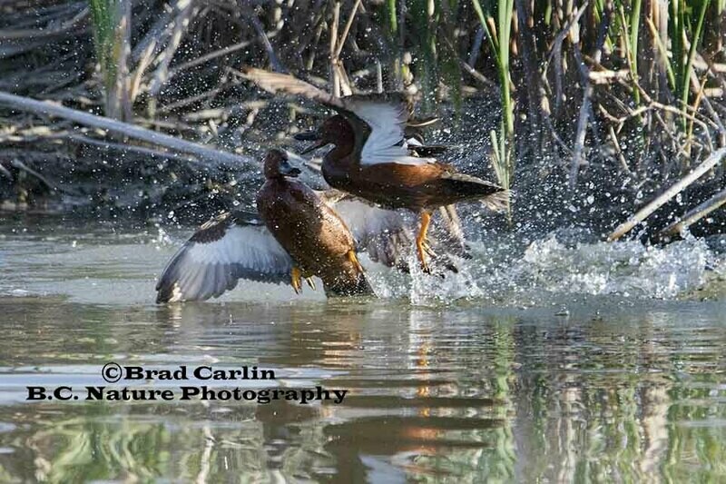 Cinnamon Teal 20172