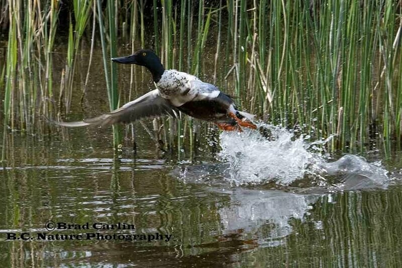 Shoveler 20171