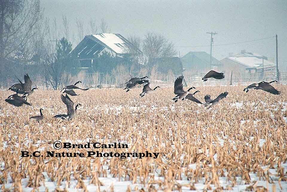 Farmlands and Feathers