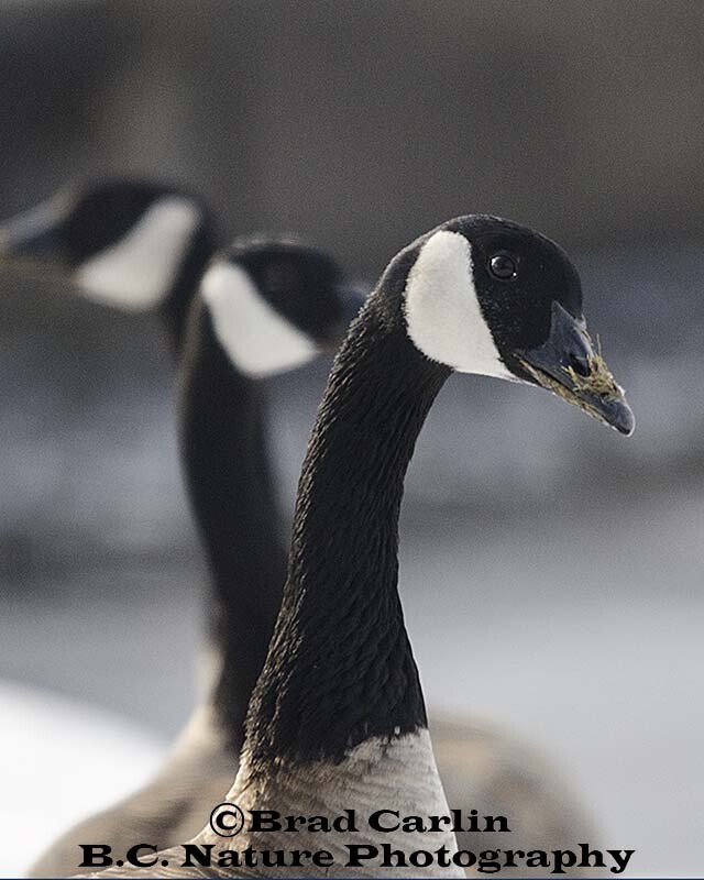 Goose 20143V