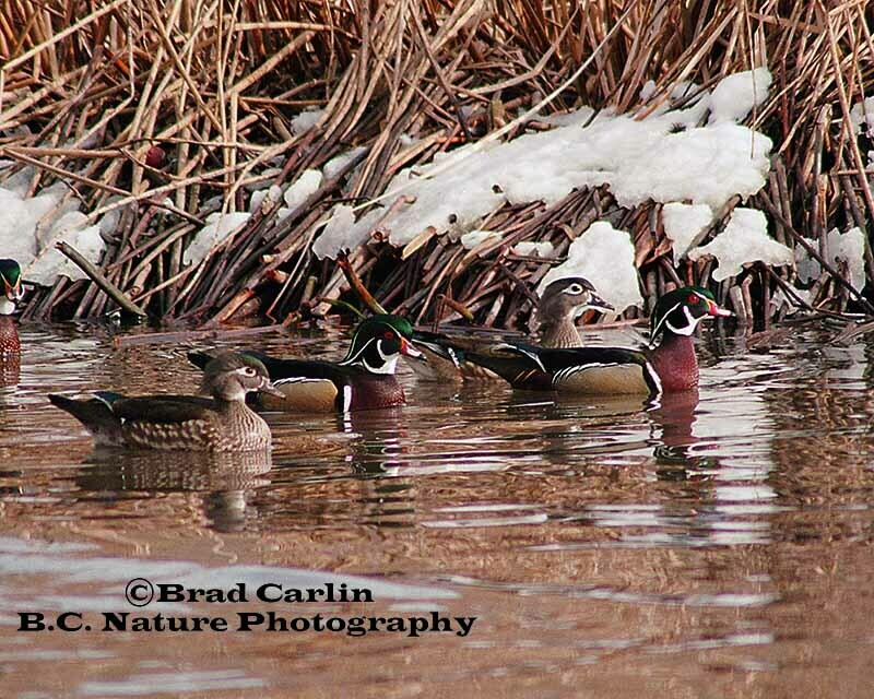 Woodduck Chase