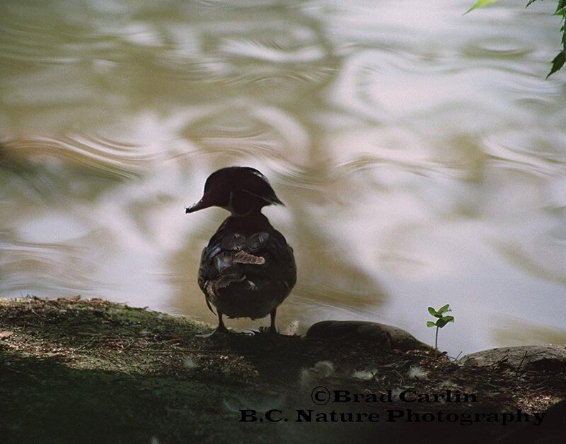 12 Silhouette of Hidden Color