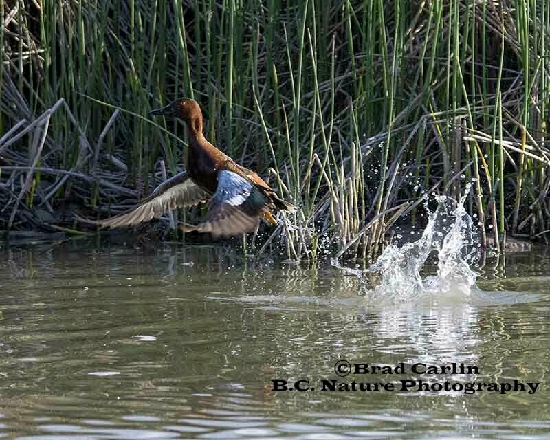 14 Cinnamon Teal 20171