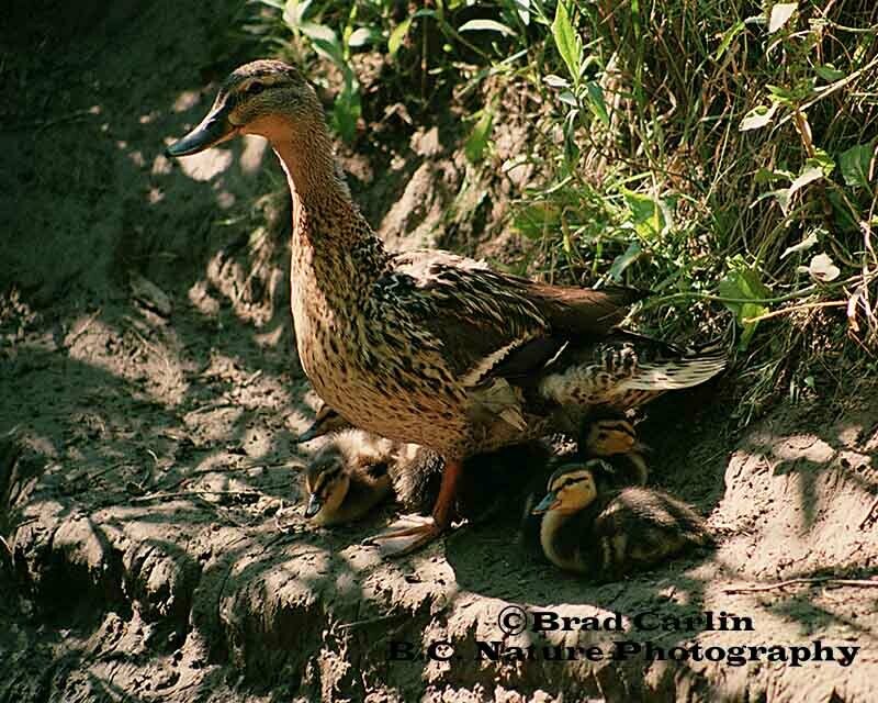 27 Under Mother&#39;s Protection