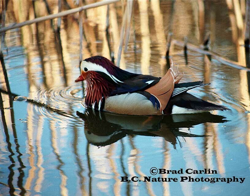 Within the Reflections