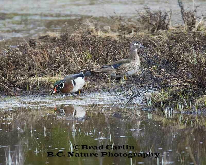 13 Woodducks 20161