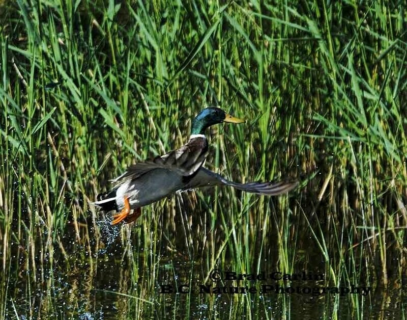 22 Mallard 20173