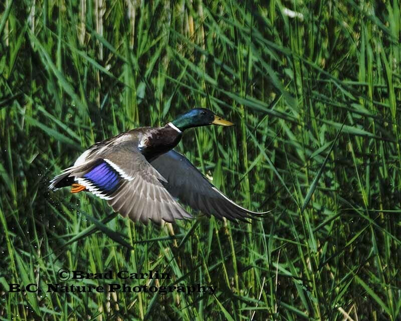 23 Mallard 20174