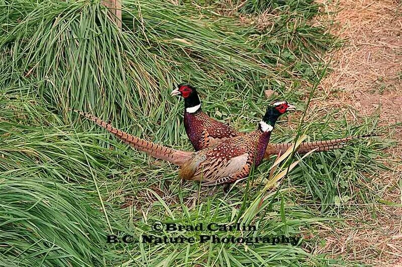 4 F Rooster Crossing