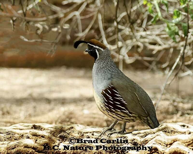 6 Quail 20191