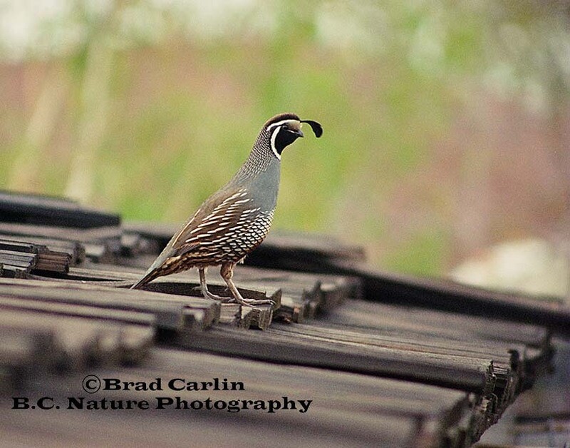 10 Up On the Roof Tops