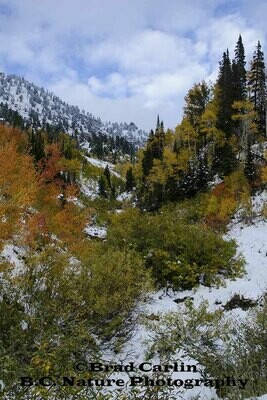 Fall
