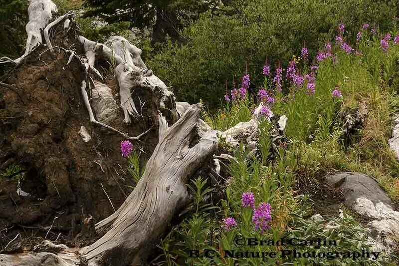 Log &amp; Floral 20191