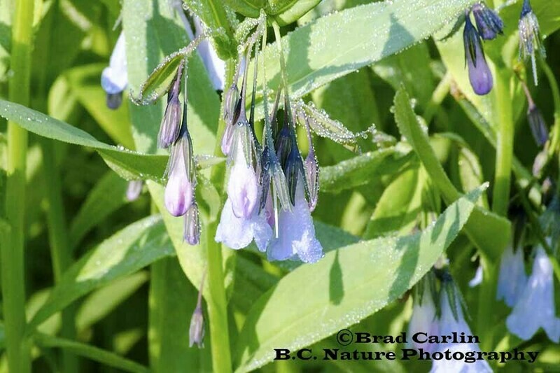 Blue Bells 20191