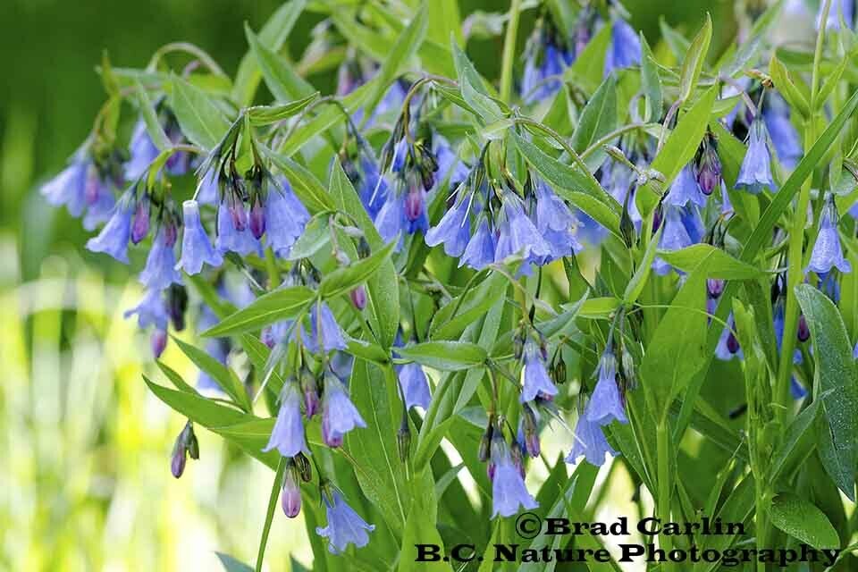 Blue Bells 20193