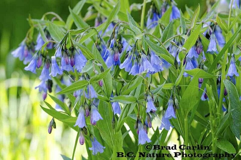 Blue Bells 20193
