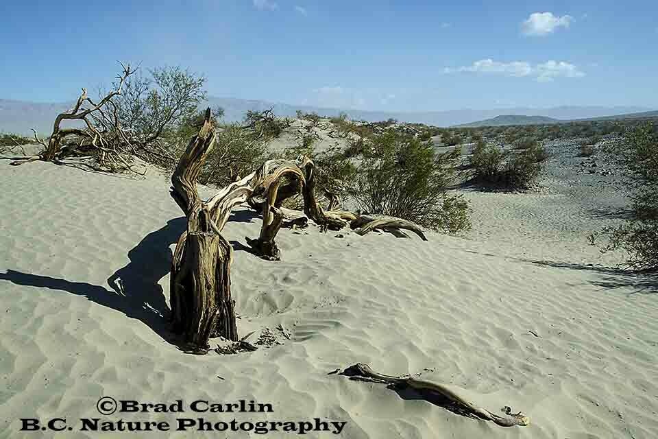 Death Valley Log mask