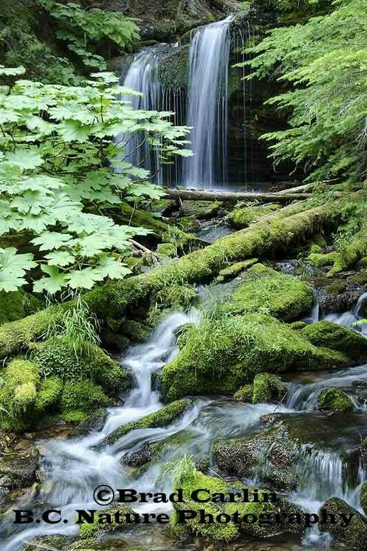 Fern Falls