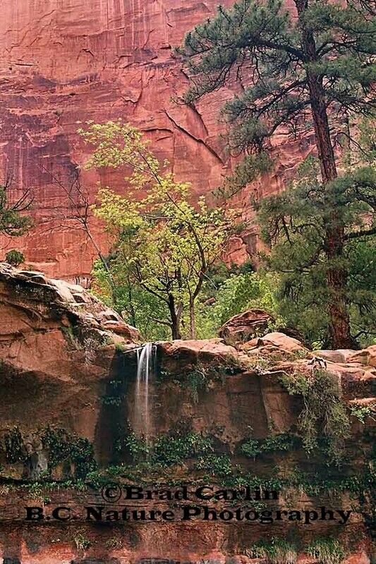 Colors of Zion 3