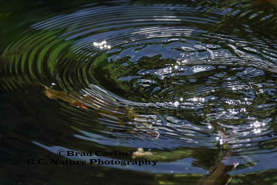 Brook Trout Trout A2