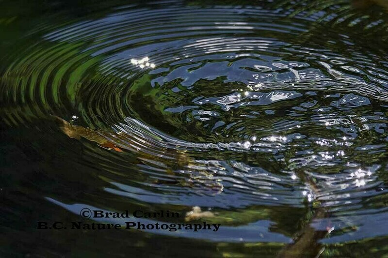 Brook Trout Trout A2