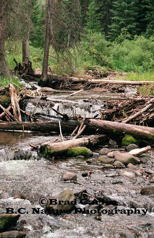 Fallen Timbers