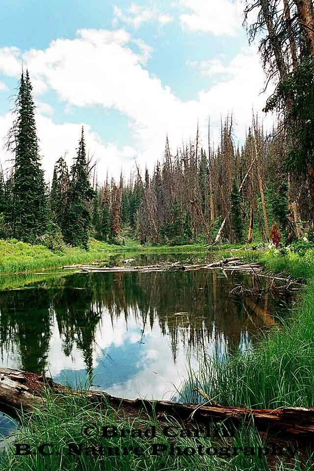 Cedar Breaks Pond