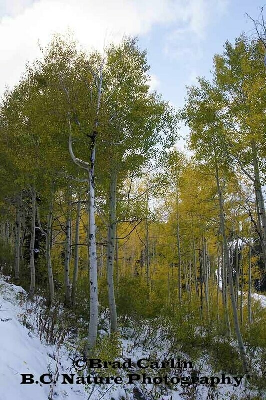 Blending Seasons 2