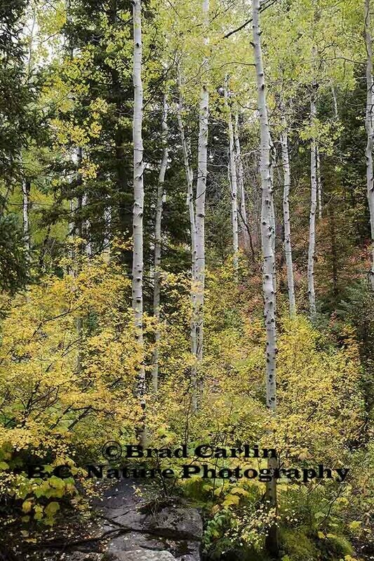 Fall 20173V