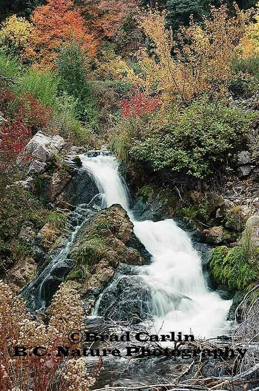 Autumn Falls