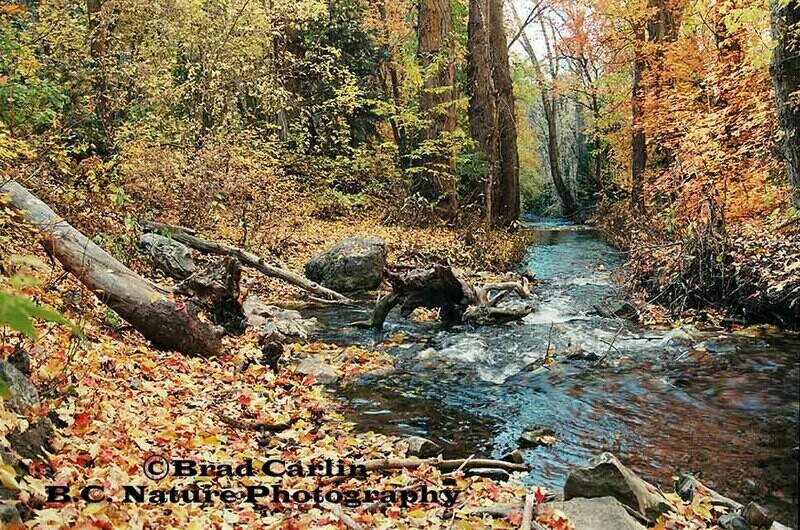 Creekside Colors