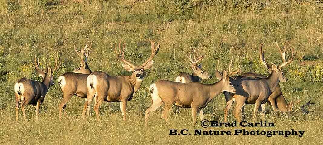 Mule Deer Pano 20191