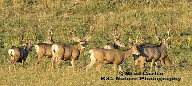 Mule Deer Pano 20191