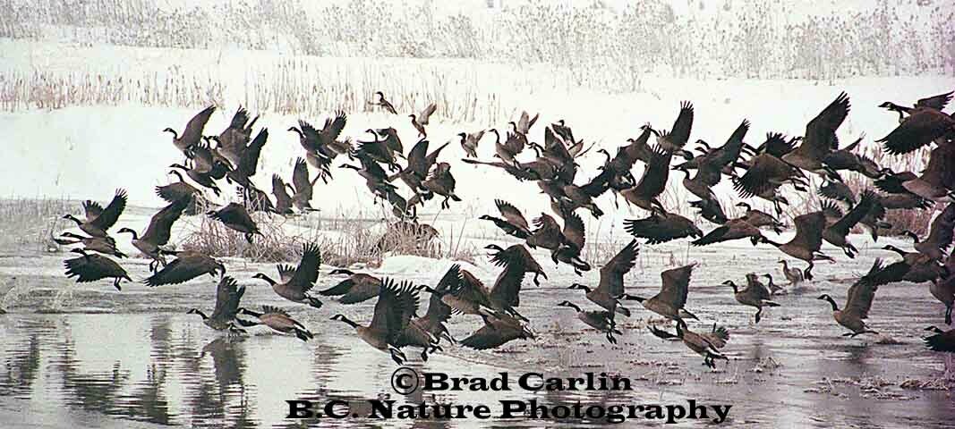 Cold Weather Travelers