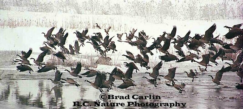 Cold Weather Travelers