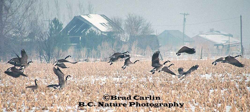 Farmlands and Feathers
