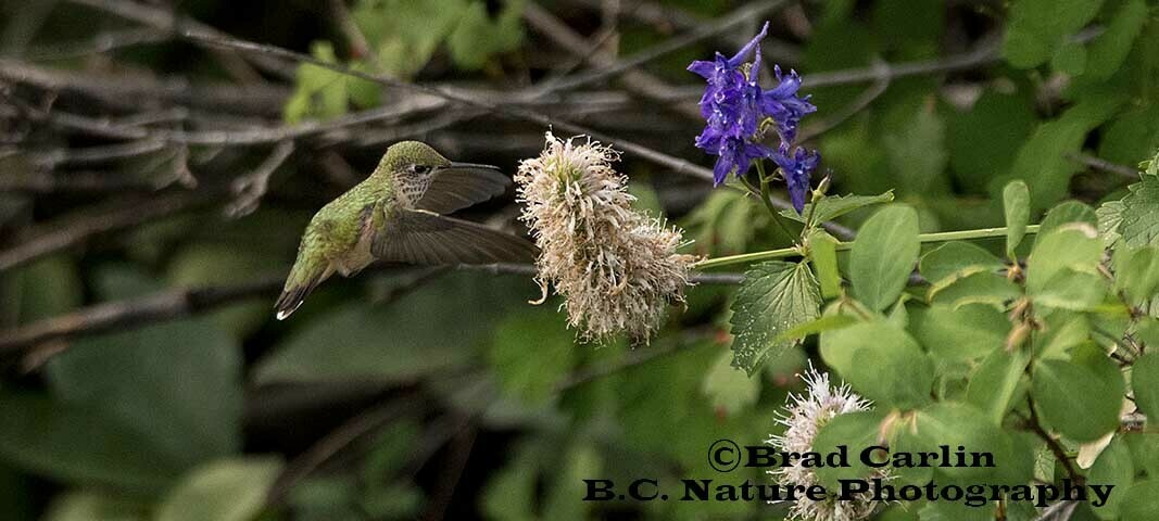 Humming Bird 20184