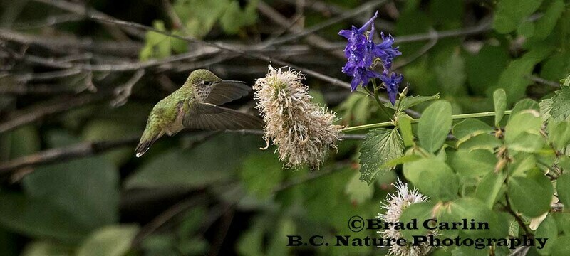 Humming Bird 20184