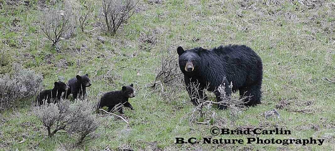 Sow and Cubs